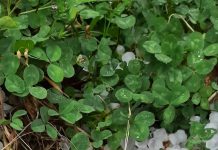 A dat cu grindină cât cireașa, la Scoarța