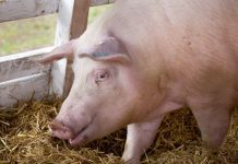 Sprijin pentru crescătorii de animale