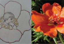 Povestiri din grădină: Floarea de piatră