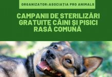 Noi campanii de sterilizări gratuite a patrupedelor