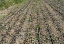 Agricultura pe înțelesul tuturor – Să ne purtăm prietenos cu natura, dar să ne protejăm și culturile