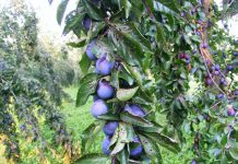 Livadă distrusă de excavatoarele CEO. Proprietarii umblă prin sălile de judecată după despăgubiri