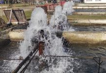 Hrană de o jumătate de milion de lei pentru păstrăvii de la Tismana