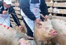 Gorjul, pe primul loc la pestă porcină!