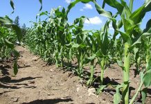 Agricultura pe înțelesul tuturor – Fertilizarea corectă a porumbului