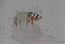 Povestiri din grădină – Albinuța culegătoare