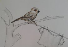 Povestiri din grădină: Țopăiuță Vrăbiuța dă de necaz