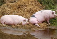 Circa 500 de focare de pestă porcină