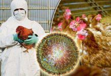 Focar de gripă aviară în România! 145 de păsări au fost ucise