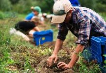 Cresc salariile în agricultură