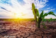 155.000 de hectare de terenuri agricole, afectate de secetă