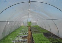 20 iulie, termen pentru depunerea la APIA a cererilor de înscriere în Programul pentru susținerea producției de legume în spații protejate