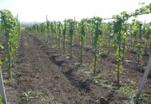 Guvernul a adoptat noi măsuri de sprijin pentru sectorul vitivinicol