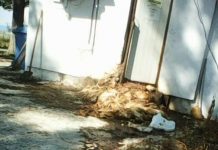 Focar de infecție La Provincia! Sute de pui morți poluează atmosfera și le întorc salariaților mațele pe dos