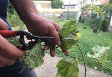 Agricultura pe înțelesul tuturor – Dăunătorii viţei de vie