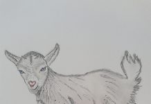 Bucuria de a avea un prieten: Cornițe