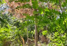 Urs de aproape 150 de kg, tranchilizat la Turcinești