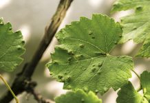 Agricultura pe înțelesul tuturor – Dăunătorii viţei de vie