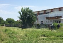 Poliția Locală: Amenzi pentru târgujienii care nu distrug ambrozia