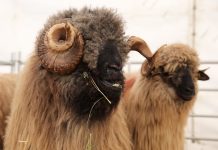 APIA efectuează plata ajutorului de stat în sectorul creşterii animalelor