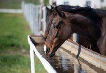 ANSVSA: Măsurile obligatorii pe care trebuie să le respecte crescătorii de animale în perioadele caniculare