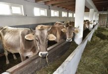 MADR: 9 august, ultima zi pentru solicitarea sprijinului pentru crescătorii de bovine