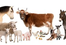 Agricultura pe înțelesul tuturor – Declarația Universală a Drepturilor Animalelor