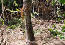 VIDEO: Ursoaică prinsă în laț la Turcinești! Jandarmi în pericol!