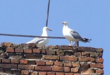 Observatorul urban – VIRTUOZITATE