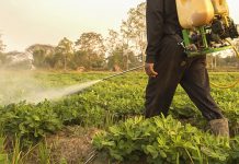 Agricultura pe înțelesul tuturor – Protecția fitosanitară a legumelor rădăcinoase