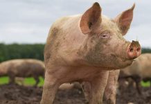ANSVSA: Gorjul mai are doar două focare de pestă porcină africană