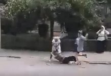 Femeile bătăușe care au bătut o altă femeie, la Târgu-Jiu, au ajuns în arest