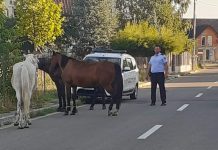 Cai lăsați liberi pe strada Bicaz