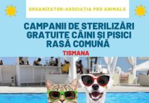 O nouă campanie de sterilizare a patrupedelor, la Tismana