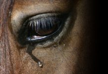 Ș-a lăsat calul în agonie, pe câmp! Dosar penal pentru UCIDERE CU INTENȚIE!