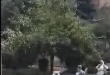 La Târgu Jiu: Agresoarele femeii care a fost dată cu capul de asfalt sunt în arest!