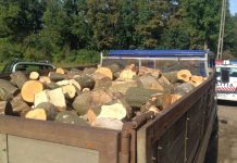 Un pădurar beat a dat aviz neconform unui bărbat din Telești! Lemnele, confiscate!