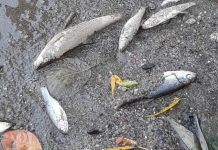 Poluare pe Jiu! Pești morți!