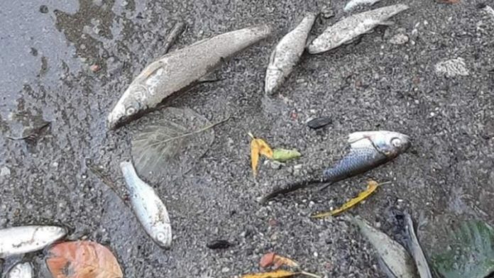 pesti-morti-Jiu-696x928_060ed998bc