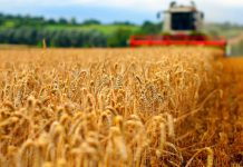 Agricultura pe înțelesul tuturor – Înființarea culturilor de toamnă (II)