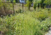 Controale în județ pentru combaterea ambroziei