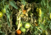 Agricultura pe înțelesul tuturor – Bolile tomatelor