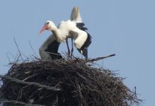 Autumnale – Drumul cel lung