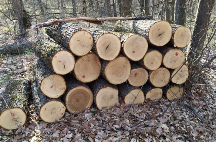Sunt anunțate proteste în industria lemnului