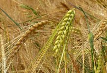 Agricultura pe înțelesul tuturor – Înființarea culturilor de toamnă (III)