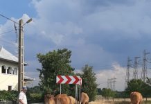 Un gospodar al zilelor noastre