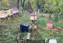 VIDEO: Atacați de urs chiar lângă casă! Lucrau la stupină!