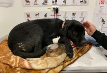 Polițiști acuzați de „lipsă de empatie” după ce au sancționat un șofer ce mergea cu 127km/h!