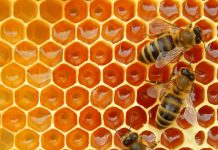 APIA a efectuat plățile către beneficiarii Programului Național Apicol pentru anul 2021