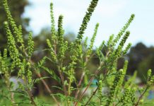 Agricultura pe înțelesul tuturor – AMBROZIA, buruiana care a speriat Europa